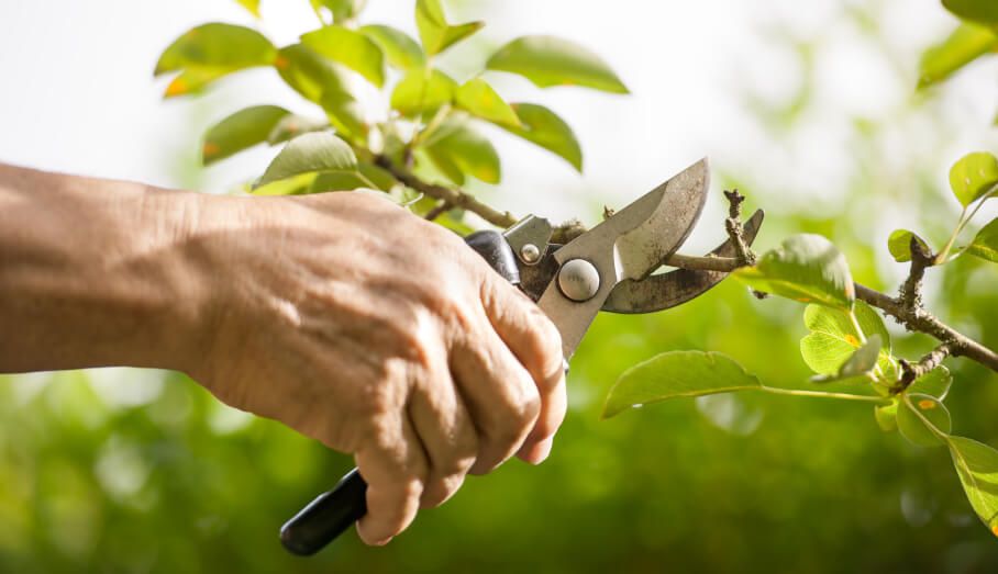 Elevating Arboriculture: Unveiling the Art of Tree Pruning