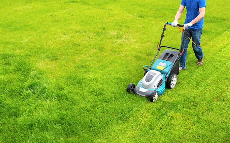 How Often Should I Mow My Backyard Lawn?