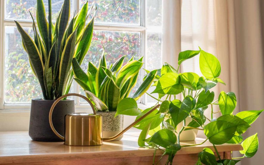 Three Ideal Houseplants for Your Home